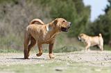 SHAR-PEI 266